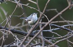 Tropical Gnatcatcher